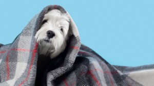 Cachorro enrolado em uma manta