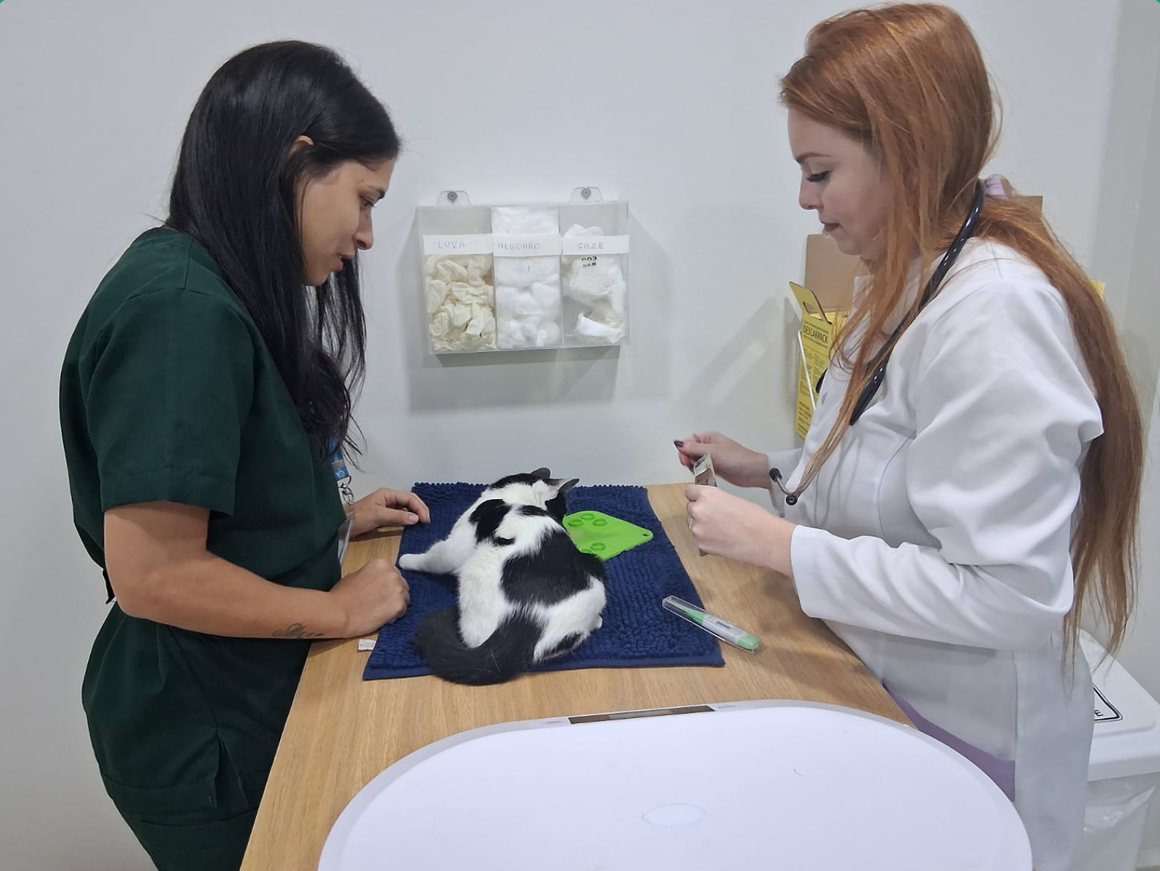 Estudantes de veterinária atendendo um gato na clínica-escola
