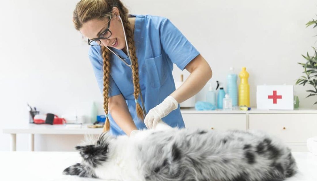 Como é a Graduação em Medicina Veterinária