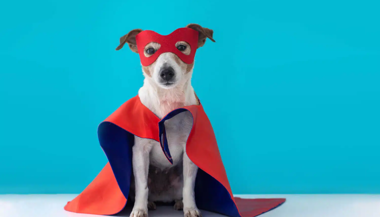 cachorro com fantasia