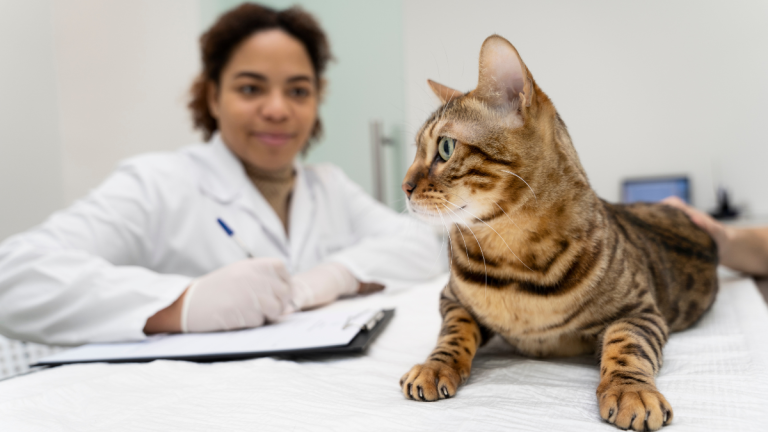médica veterinária cuidando de um gato