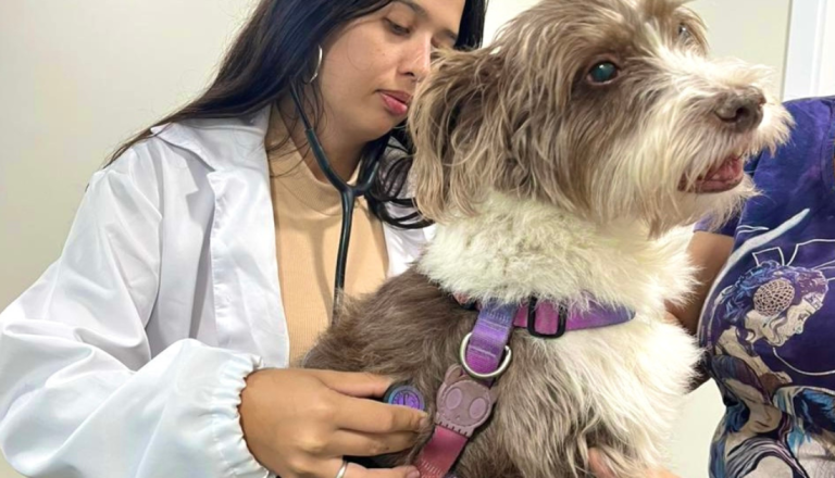 Veterinária de jaleco branco realiza exame clínico em um cachorro de porte pequeno e pelagem marrom e branca, usando um estetoscópio durante a consulta.
