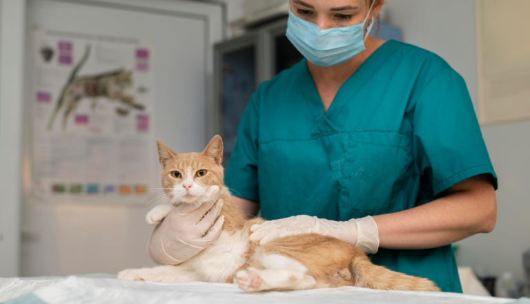 Profissional de Medicina Veterinária examina um gato em uma clínica veterinária, utilizando máscara e luvas durante o atendimento.