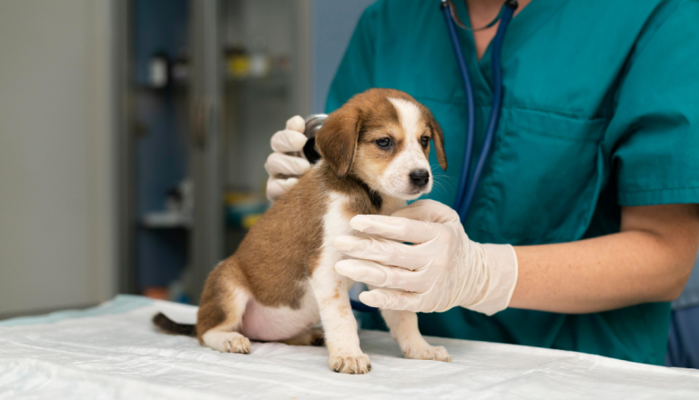 Profissional de Medicina Veterinária examina filhote de cachorro em clínica.