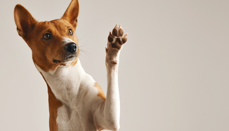 Cachorro de pelagem marrom e branca levanta uma das patas dianteiras em fundo claro, representando os cuidados com a saúde e o bem-estar animal.