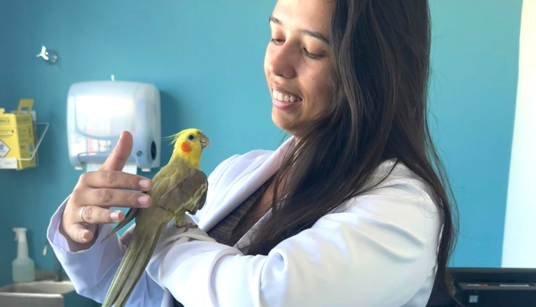 Médica-veterinária sorrindo enquanto segura uma calopsita amarela e cinza durante atendimento clínico em consultório veterinário.